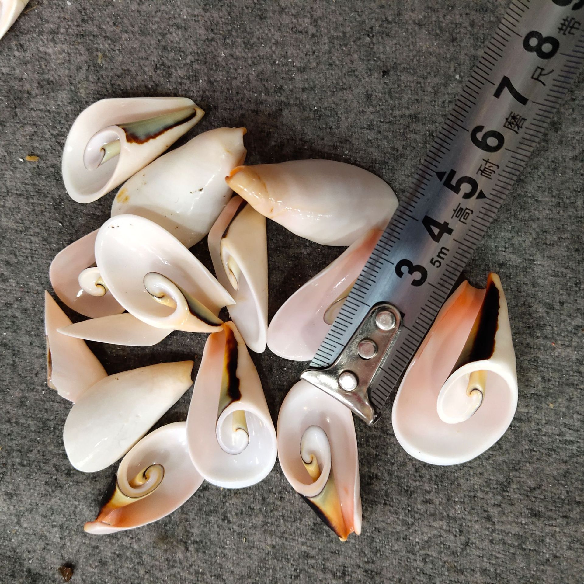 直销天然海螺贝壳手工素材创意dry3-4厘米 贝壳切片 孔雀螺切片