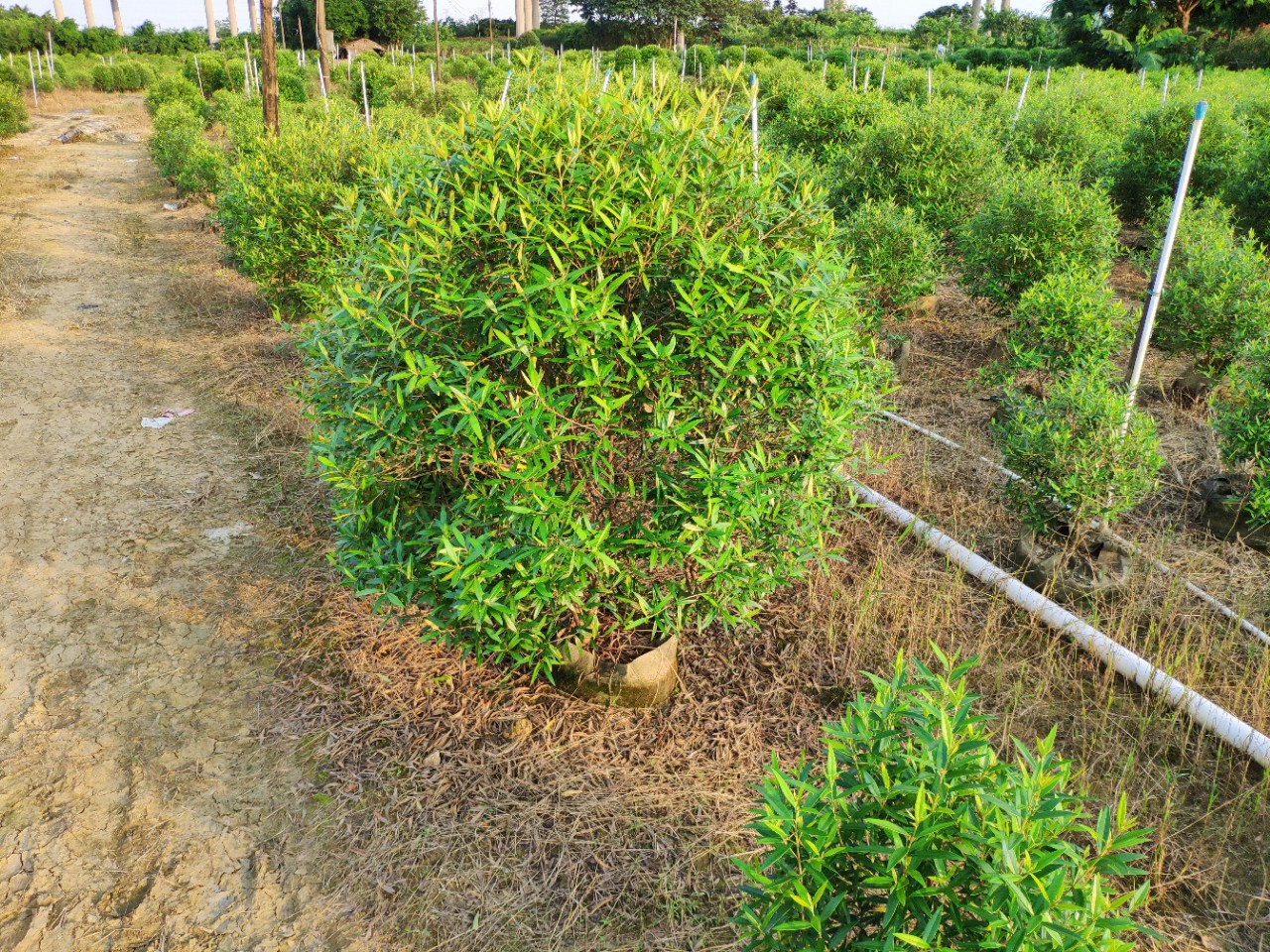 8-1.2米袋苗 木犀榄球 基地直销