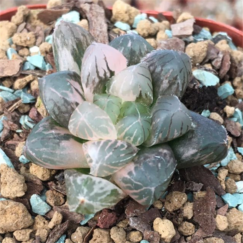 基地批发多肉植物 十二卷属 玉露锦 蓝镜锦 极上斑