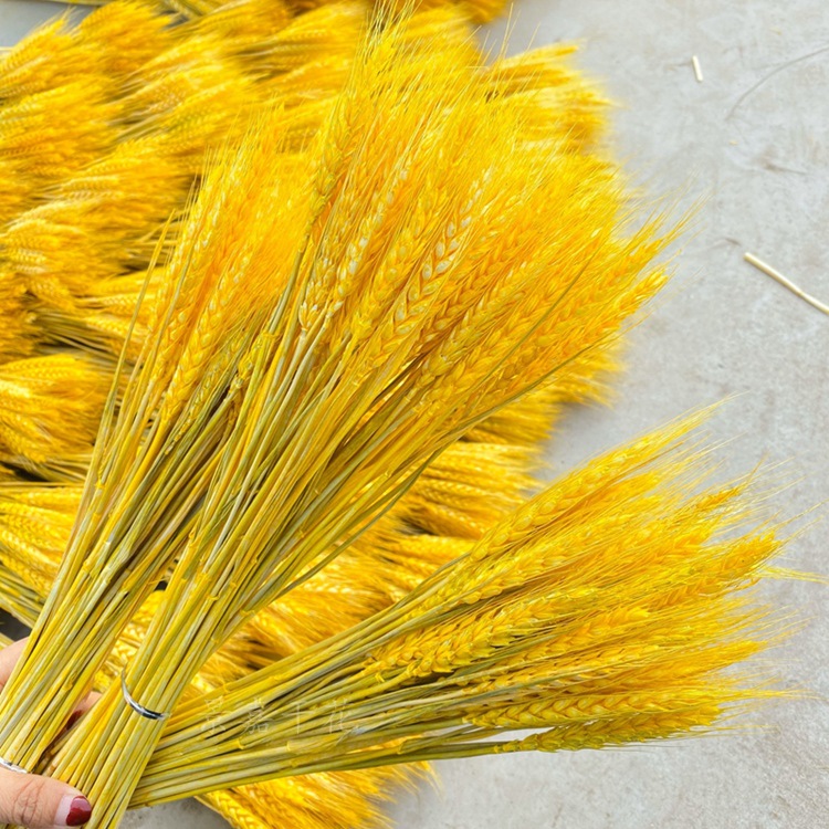 dried flower barley wheat ears dried flower opening flower basket barley decoration wheat ears dried flower wholesale