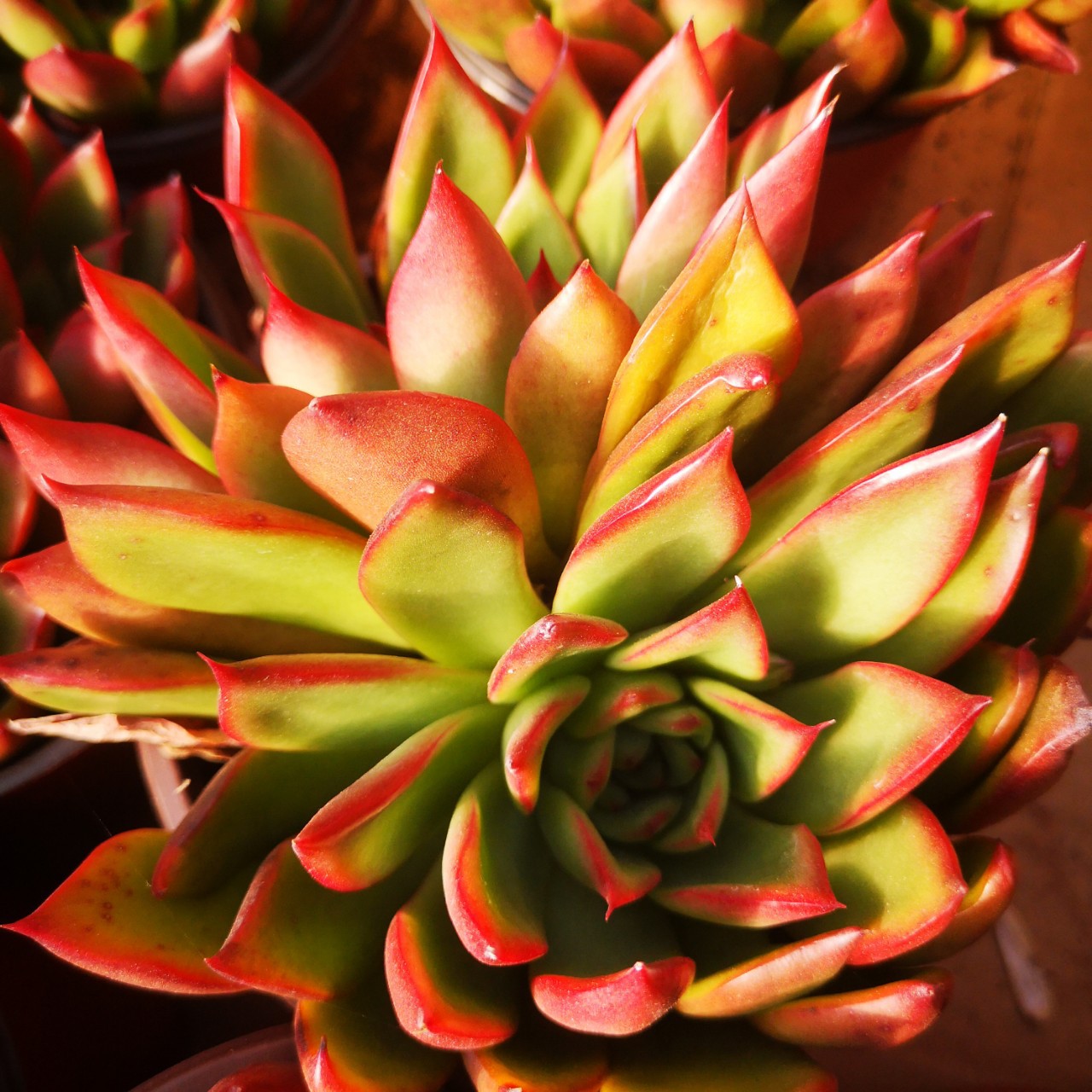 野马东云 12cm左右大颗多肉植物盆栽状态佳红色带盆发货一件包邮