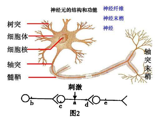 神经元放大模型 神经元胞体和神经纤维结构放大模型 神经细胞模型