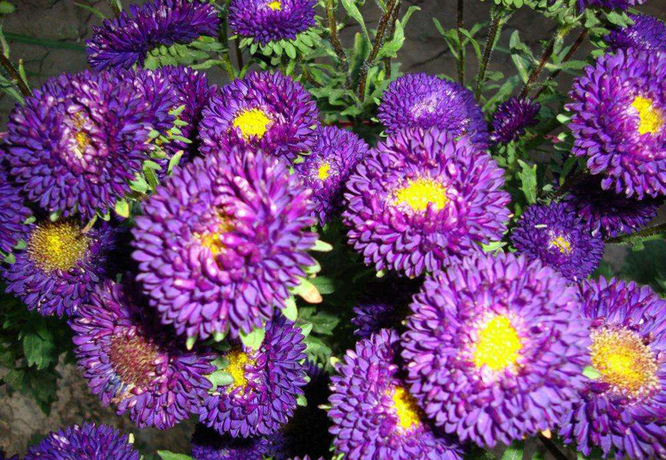 溢芳种业出售花海专用香草籽紫色翠菊种子四季可播盆栽花卉