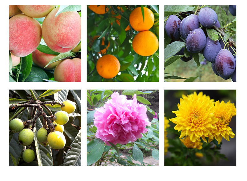 藤原修枝剪摘果修花剪家用省力剪子果枝剪果树剪粗树枝剪刀园艺剪