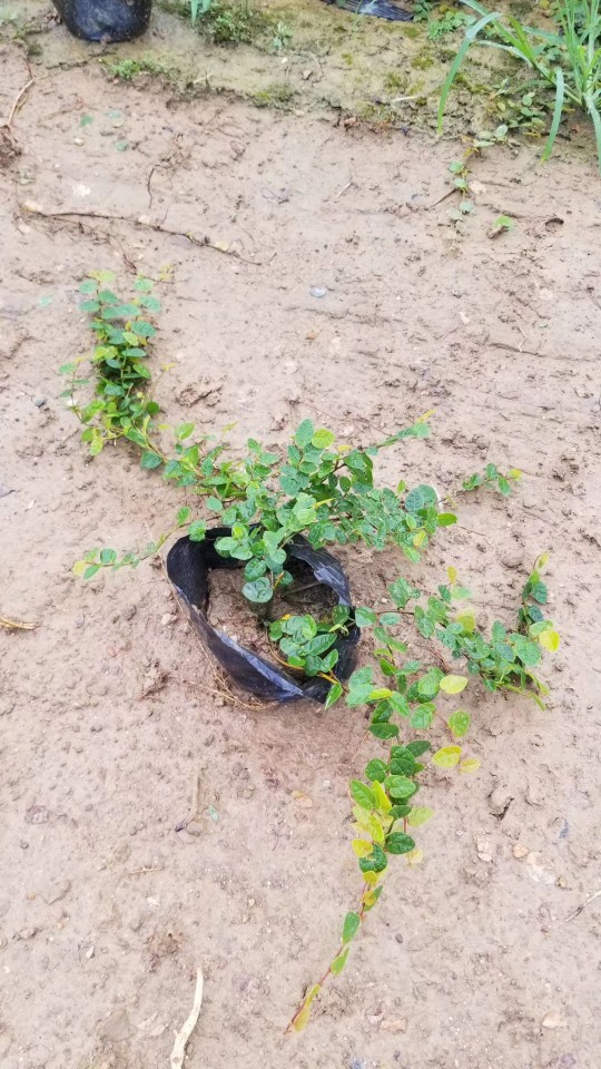 907基地供应 薜荔 20-60cm藤长 杯苗 营养钵 盆栽