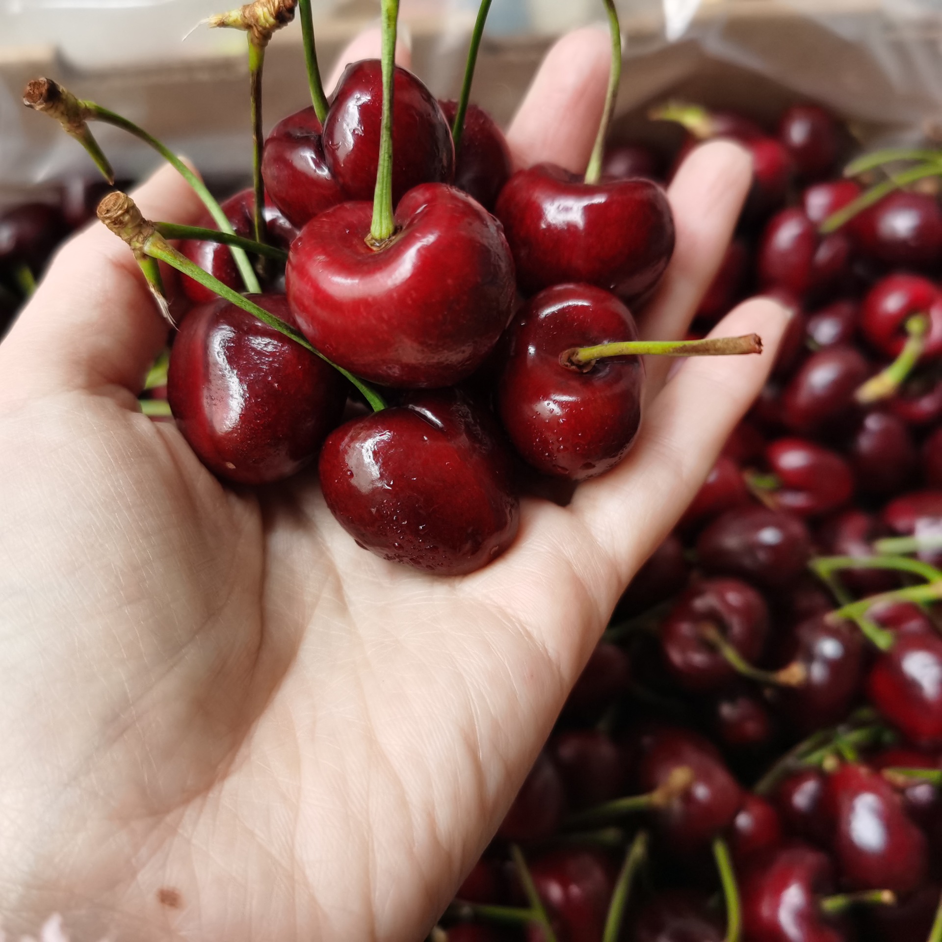 【顺丰空运】智利车厘子santina无损原箱5斤jj级别优质脆甜大果