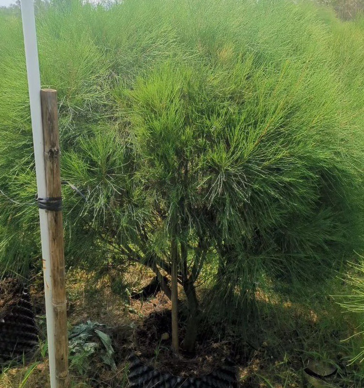 批发冠幅40100cm木麻黄木麻黄球马毛树驳骨树