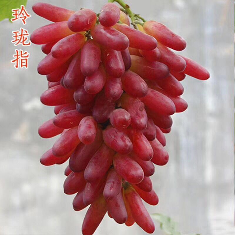 嫁接果树苗新品种玲珑指葡萄苗早熟葡萄树苗南方北方种植包成活