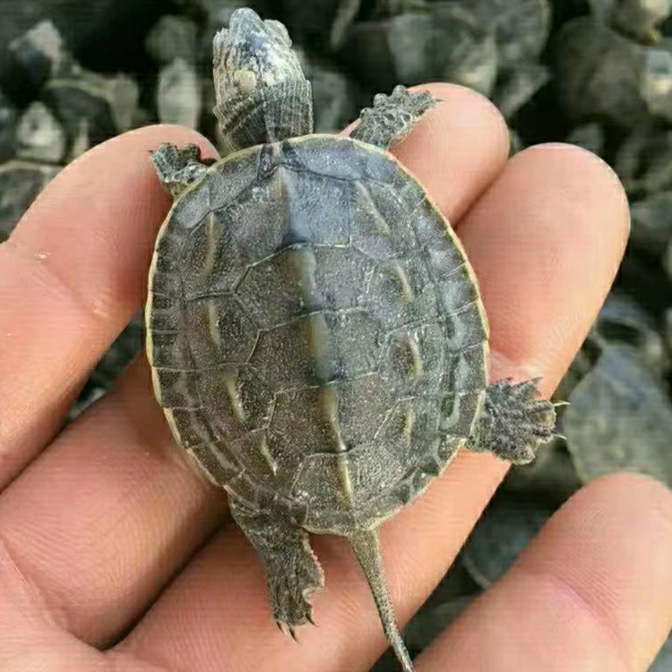 绿线草龟,草龟,中华草龟,台湾花龟,珍珠龟,宠物龟,龟苗