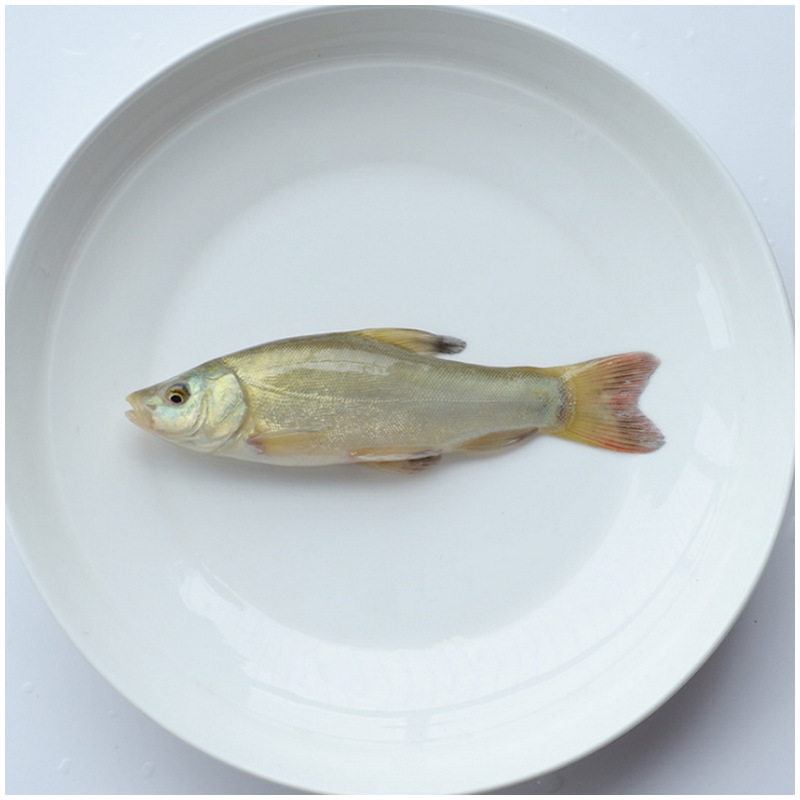 长期供应丁鱥鱼苗 金鲑鱼苗 金岁须桂鱼 欢迎咨询