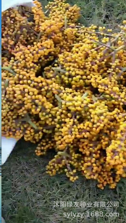 出售 鸭脚木种子 鸭脚木 别名:鹅掌柴,吉祥树