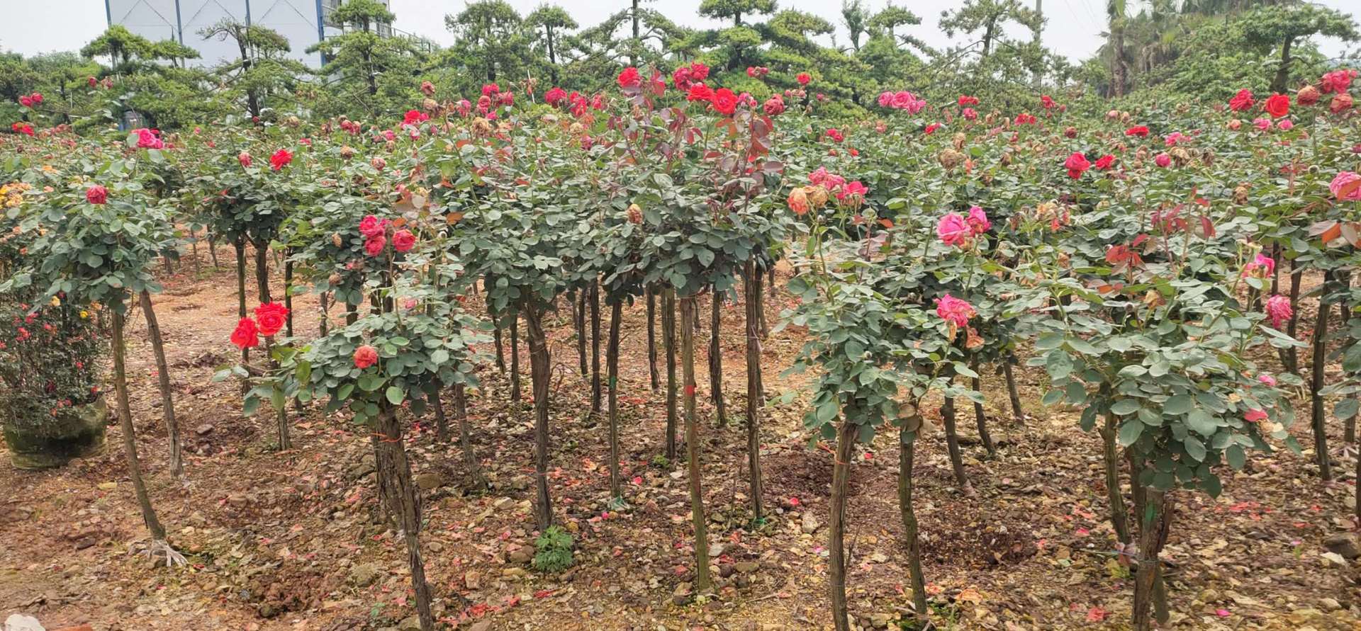 批发高杆月季树 庭院绿化精品园林工程苗木乔木湖南苗圃基地直销