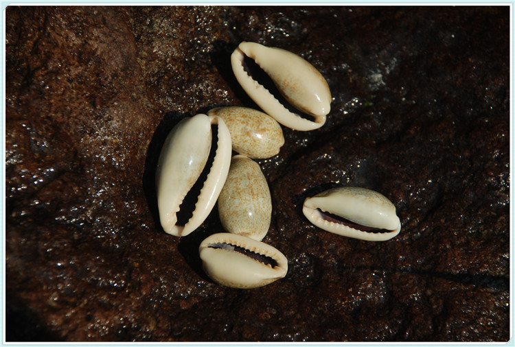 家居装饰 天然海螺贝壳 特价精品水族装饰 摆件收藏 黄齿宝螺标本