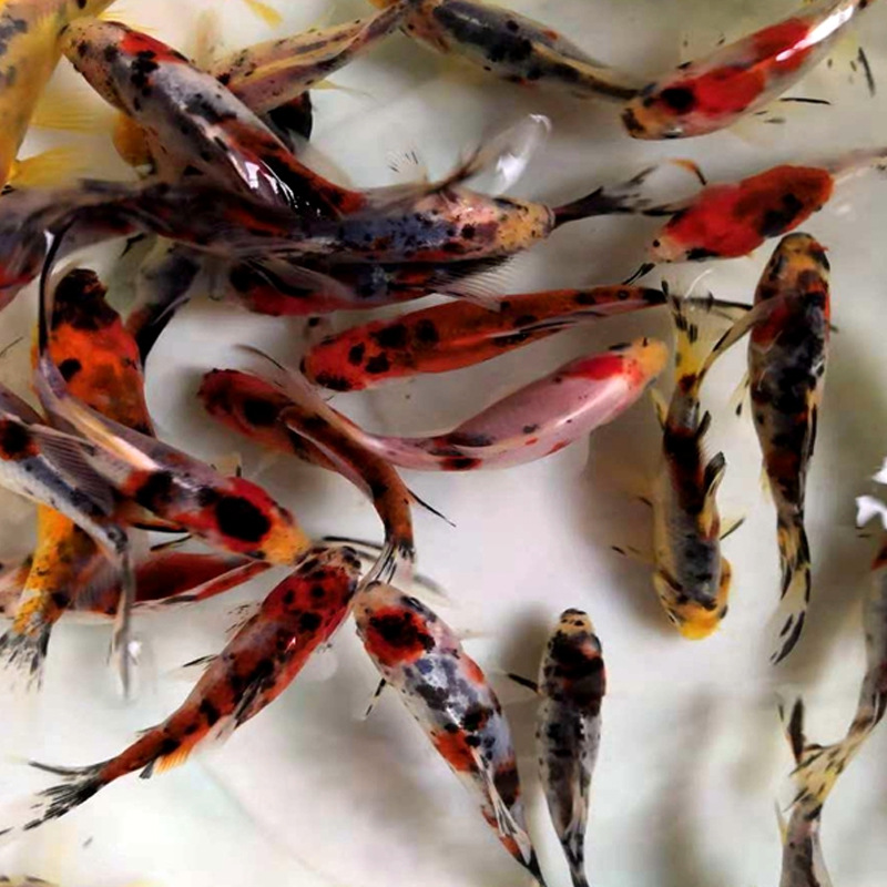 活体锦鲤 五花花草易活冷水宠物金鱼 批发上海活体淡水观赏鱼鱼苗