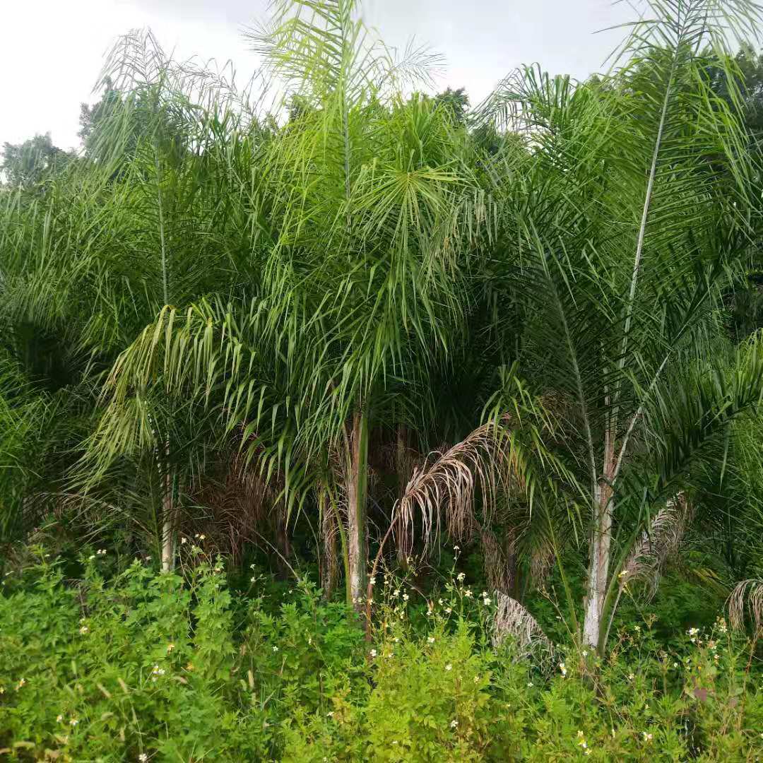 四川皇后葵价格皇后葵批发皇后葵报价