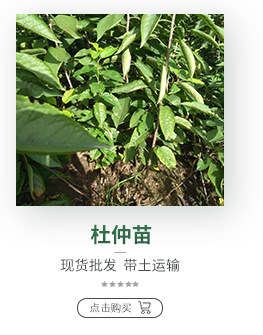 甜山楂 味甜山楂苗 田红子 大五棱 大金星山楂树苗 双1以上苗木