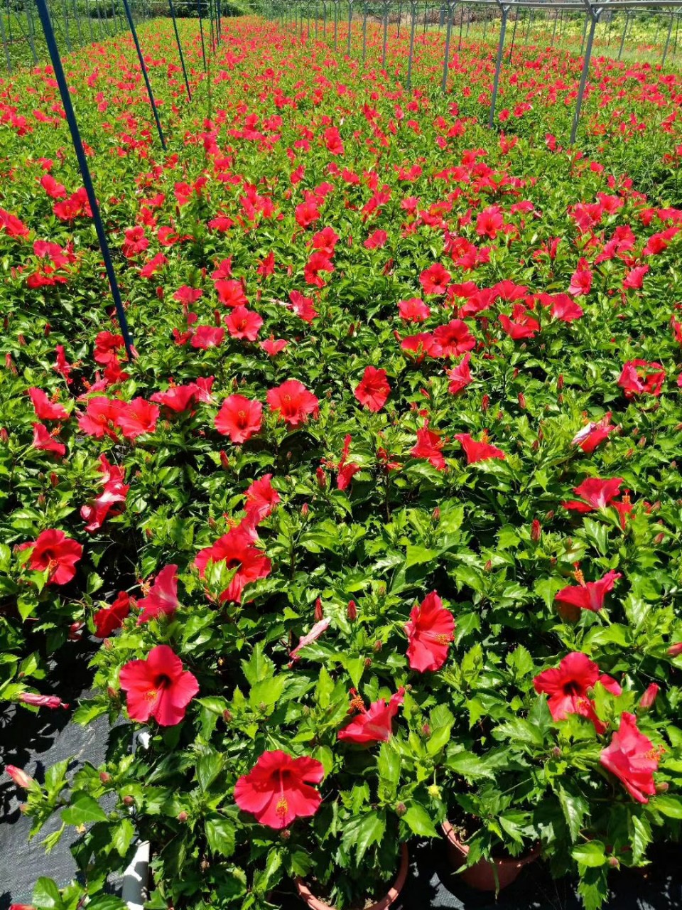 906供应 红花朱槿 扶桑花 进口大红花 35-50cm高