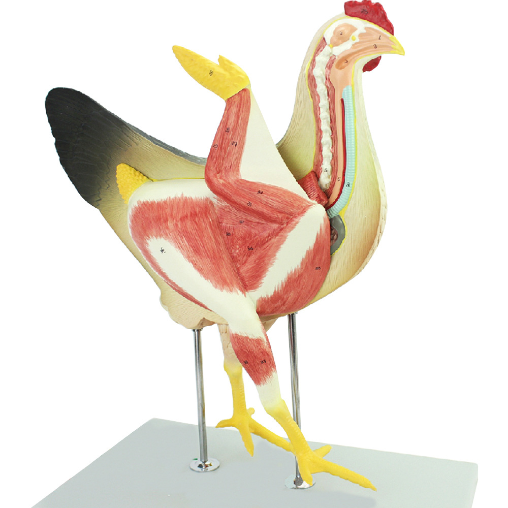 母鸡解剖模型 畜牧器官内脏肌肉神经家禽畜兽医学习动物解剖动物