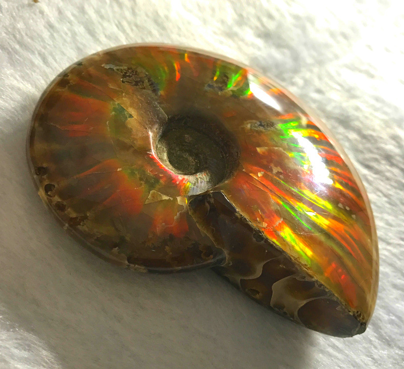 马达加斯加 天然斑彩螺海螺化石斑彩螺 发财螺摆件