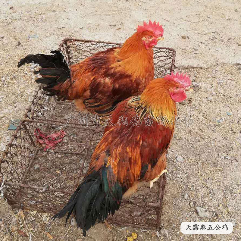 25新麻六公鸡