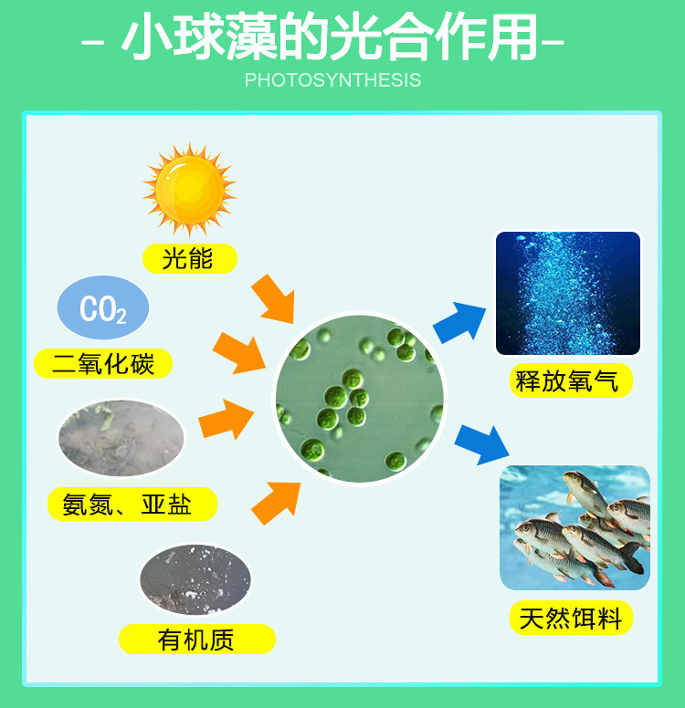 小球藻优藻种活体藻水产养殖优质饵料快速肥水丰甜生物