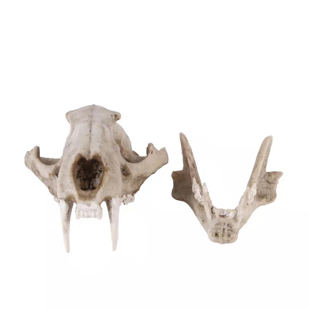 云豹头骨树脂工艺品骷髅头道具外贸货源摆件树脂骷髅头厂家批发