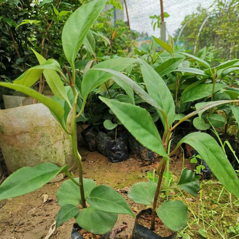 黑老虎种苗批发 布福娜苗种植盆栽爬藤水果树苗 密多罗种苗冷饭团