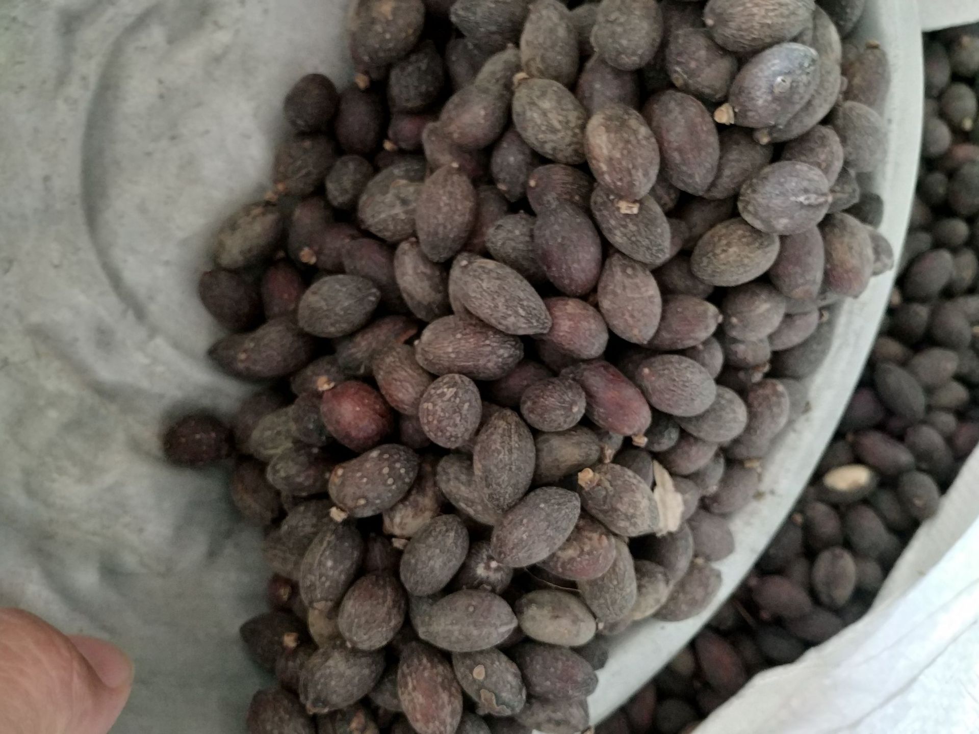 葵树子 蒲葵子 葵树籽 中药材 葵扇子批发量大从优