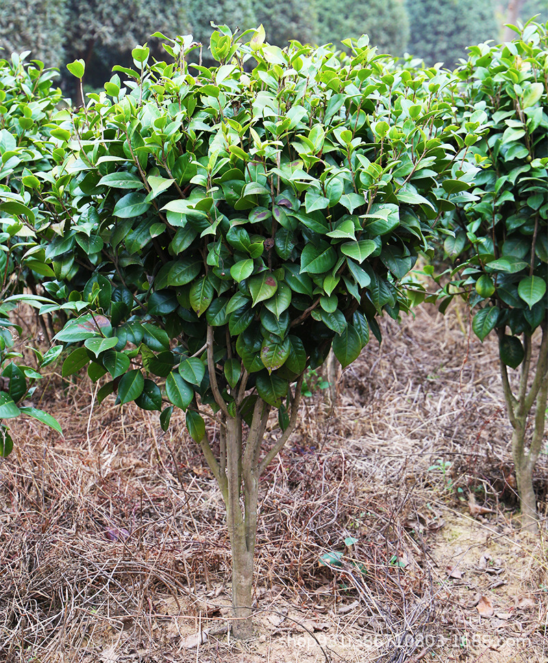 学振苗圃基地直供绿植山茶茶花球茶花苗木盆景茶花园林绿化