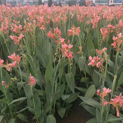 水生美人蕉 花叶美人蕉 紫叶美人蕉 水生植物 地被草花 量大优惠