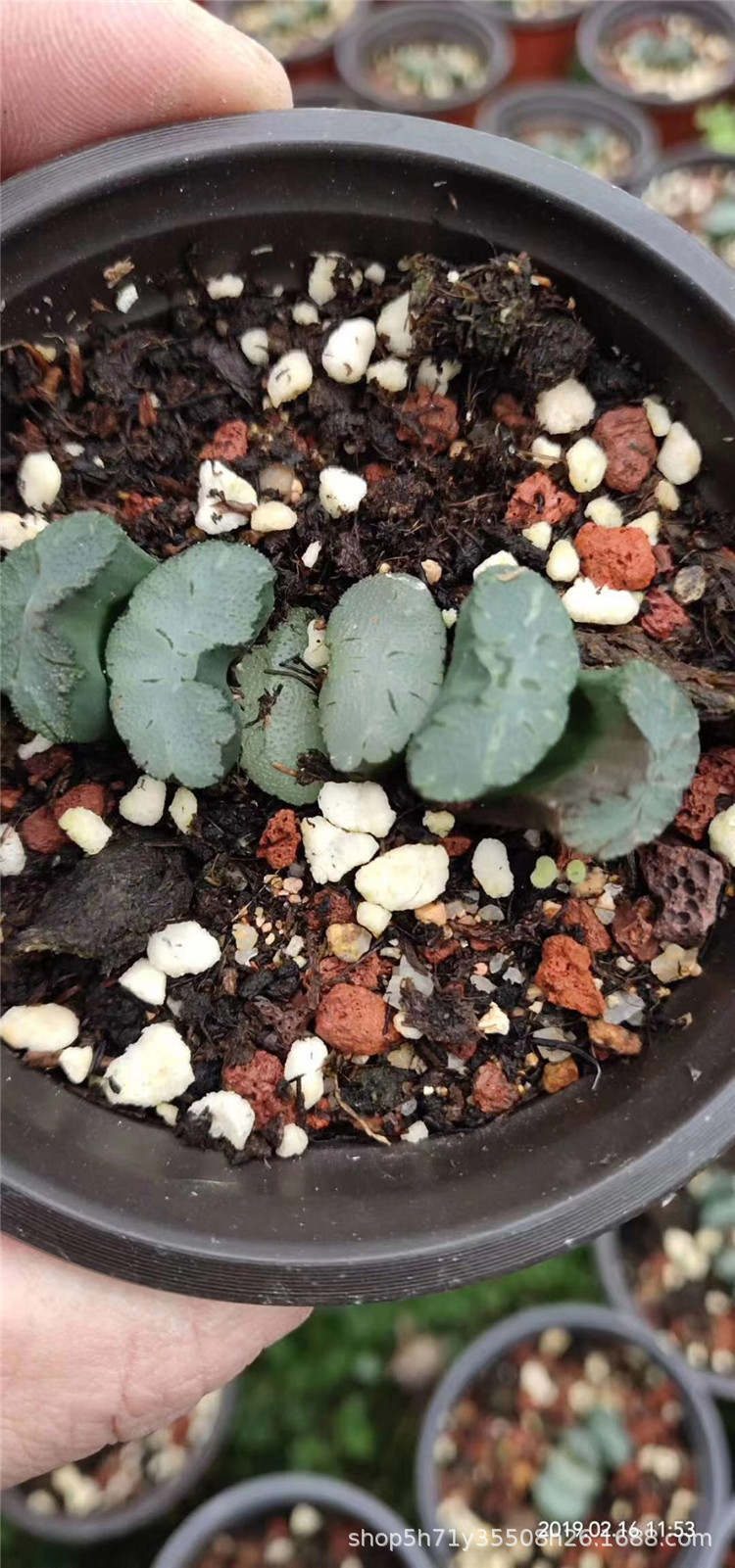 236基地批发十二卷属多肉植物 白玉窗玉扇单头5cm左右多肉裸根发