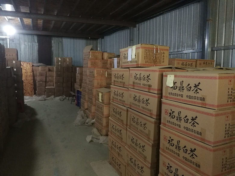 福鼎茶青 【产 地】福建福鼎市 【工 艺】自然萎凋 【特 征】茶叶肥壮