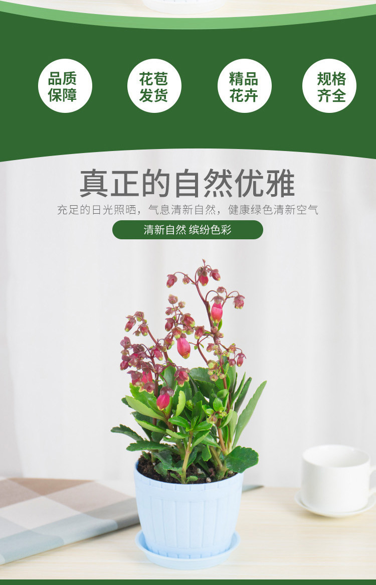 批发宫灯长寿花盆栽 珍珠风铃室内绿植 大宫灯红提灯蔓生吊钟灯笼