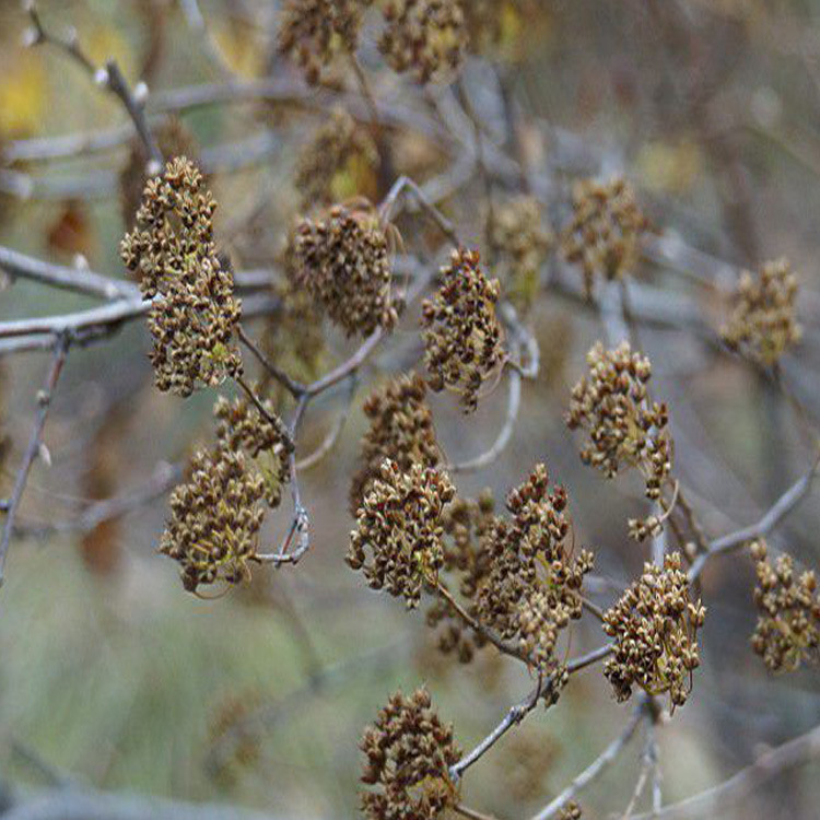 绣线菊种子 金叶金山火焰珍珠绣线菊种子发芽好品种齐全货到付款