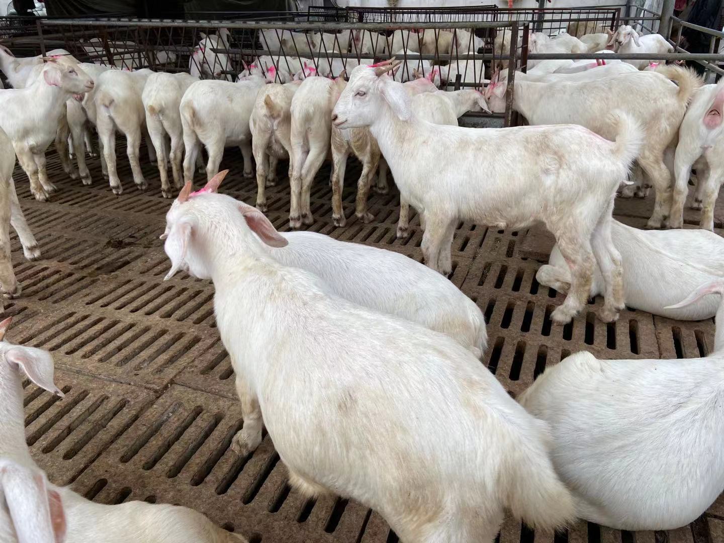 免费白山羊养殖技术羊羔价格在线咨询全国送货到家货到付款