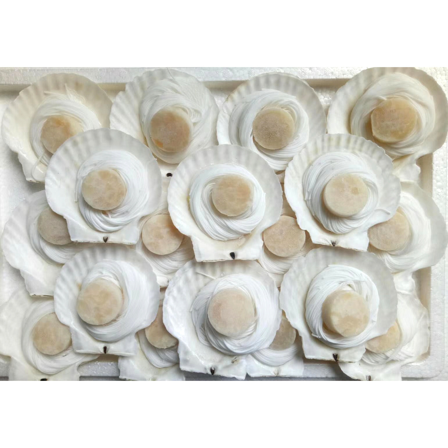 粉丝玉带贝蒜蓉扇贝大扇贝粉丝扇贝柱酒店半成品9-10cm宽4.5kg/件