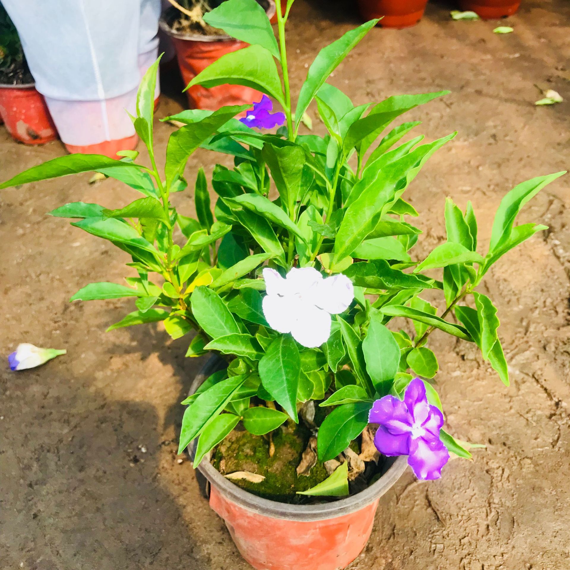 大棚直销双色茉莉小盆栽 室内外阳台观花花卉绿植 量大优惠茉莉花