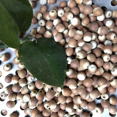 野生农产品芡实