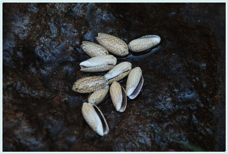 天然海螺贝壳diy饰品手工捕梦网配件海洋工艺材料 仙女螺褐色匪螺