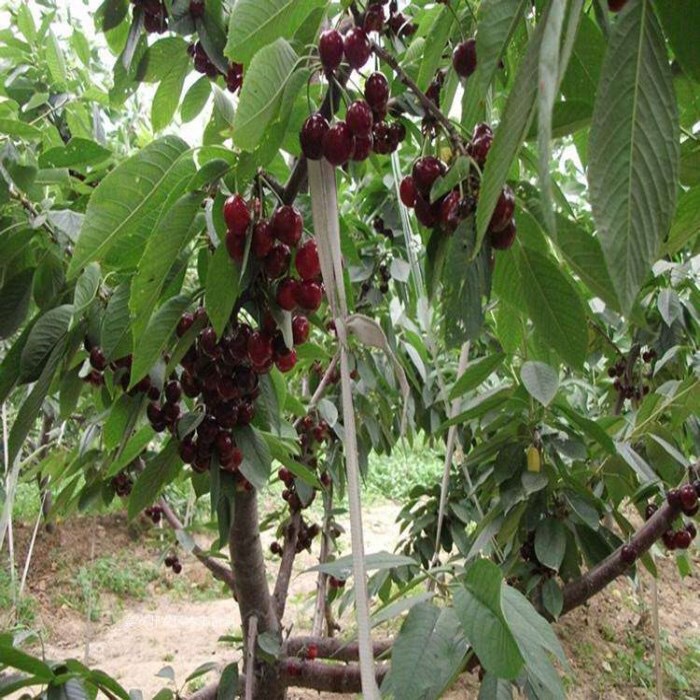 樱桃苗美国车厘子大樱桃树苗盆栽水果黑珍珠当年结果南方北方种植