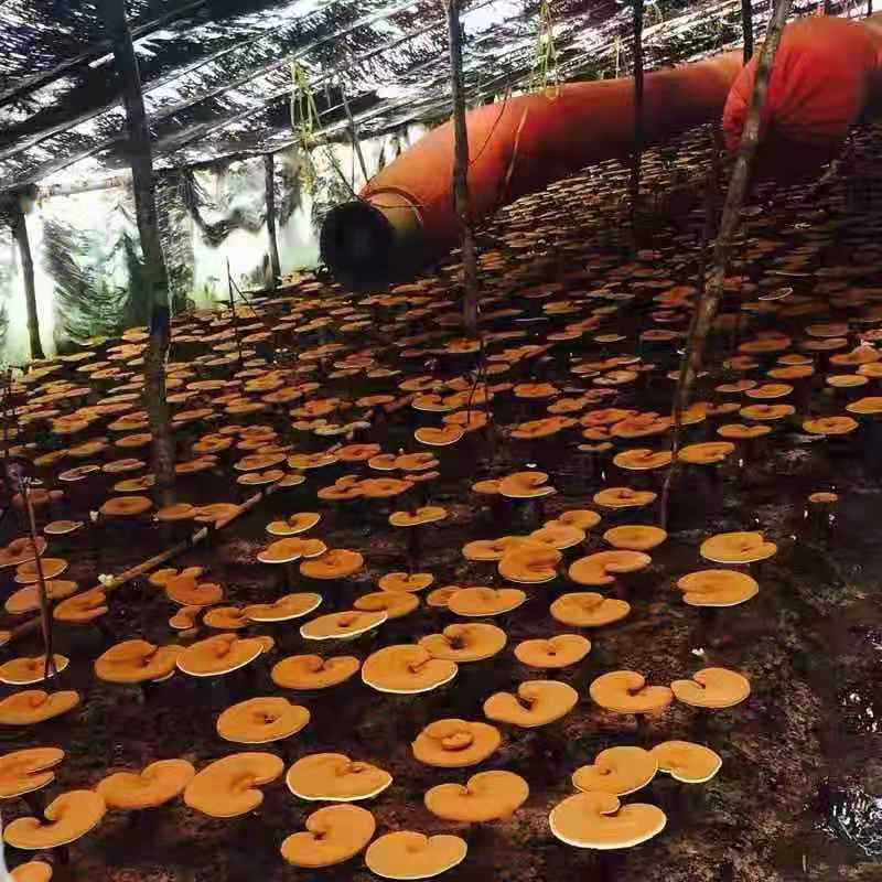 东北特产 长白山 赤灵芝切片 产地直销 批量销售