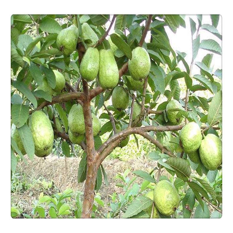 台湾西瓜红四季芭乐苗红心芭乐苗红宝石无籽番石榴苗产量高