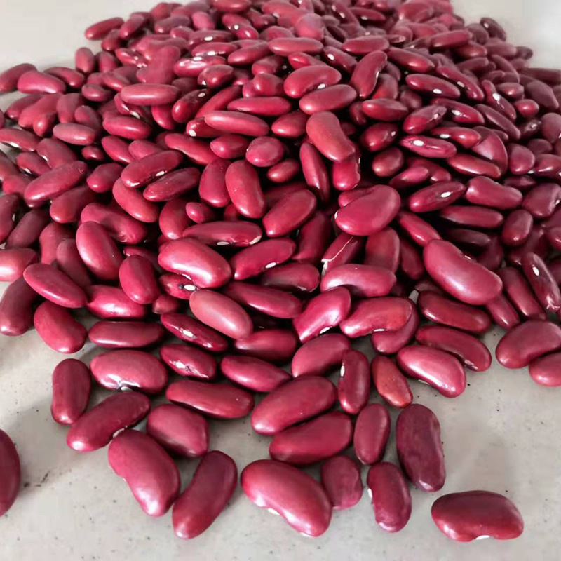 现货批发新大粒红芸豆 英国红红豆红腰豆 五谷杂粮粗粮红芸豆