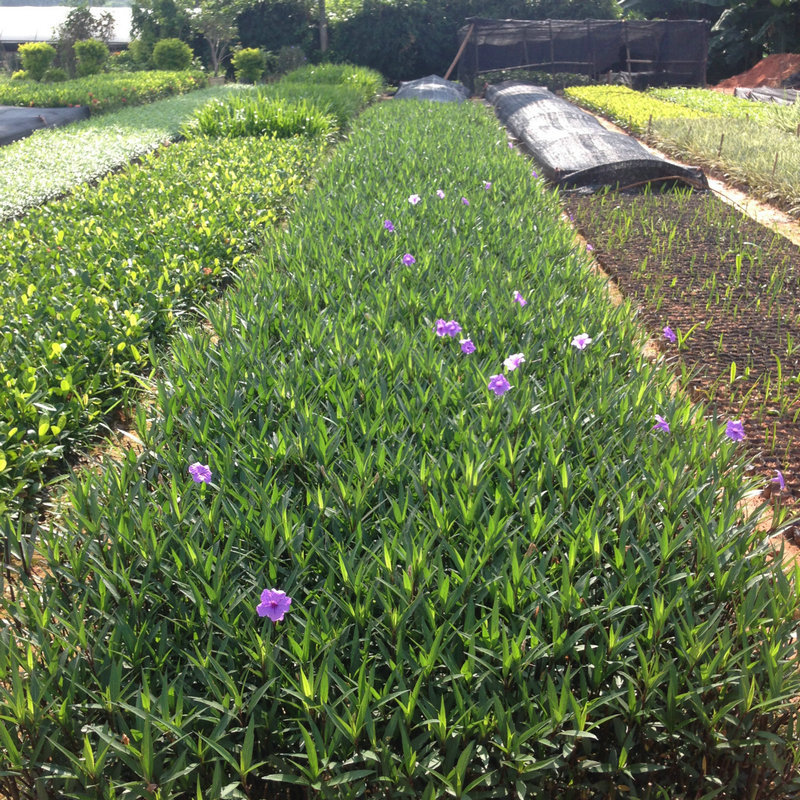 大量批发供应翠芦莉蓝花草兰花草5斤袋苗可发货运