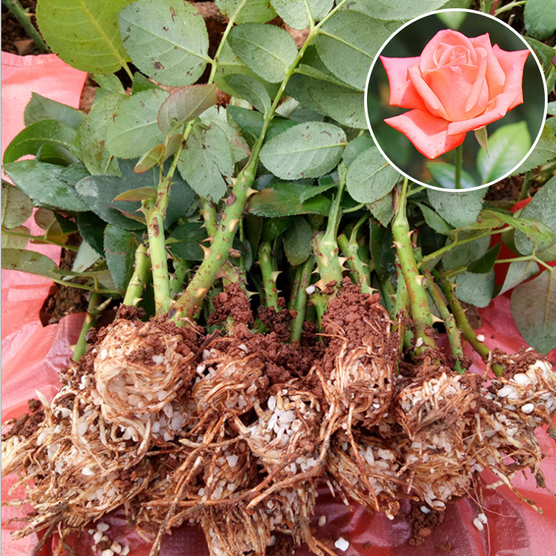 影星玫瑰花苗自产自销 带花苞可盆栽玫瑰月季小苗批发 量大从优