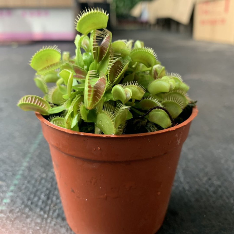 基地直销红夹捕蝇草 盆栽植物花卉 捕蚊食虫植物 驱蚊草 食虫草