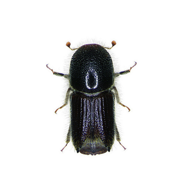 中捷四方昆虫信息素落叶松八齿小蠹引诱剂ips subelongatus