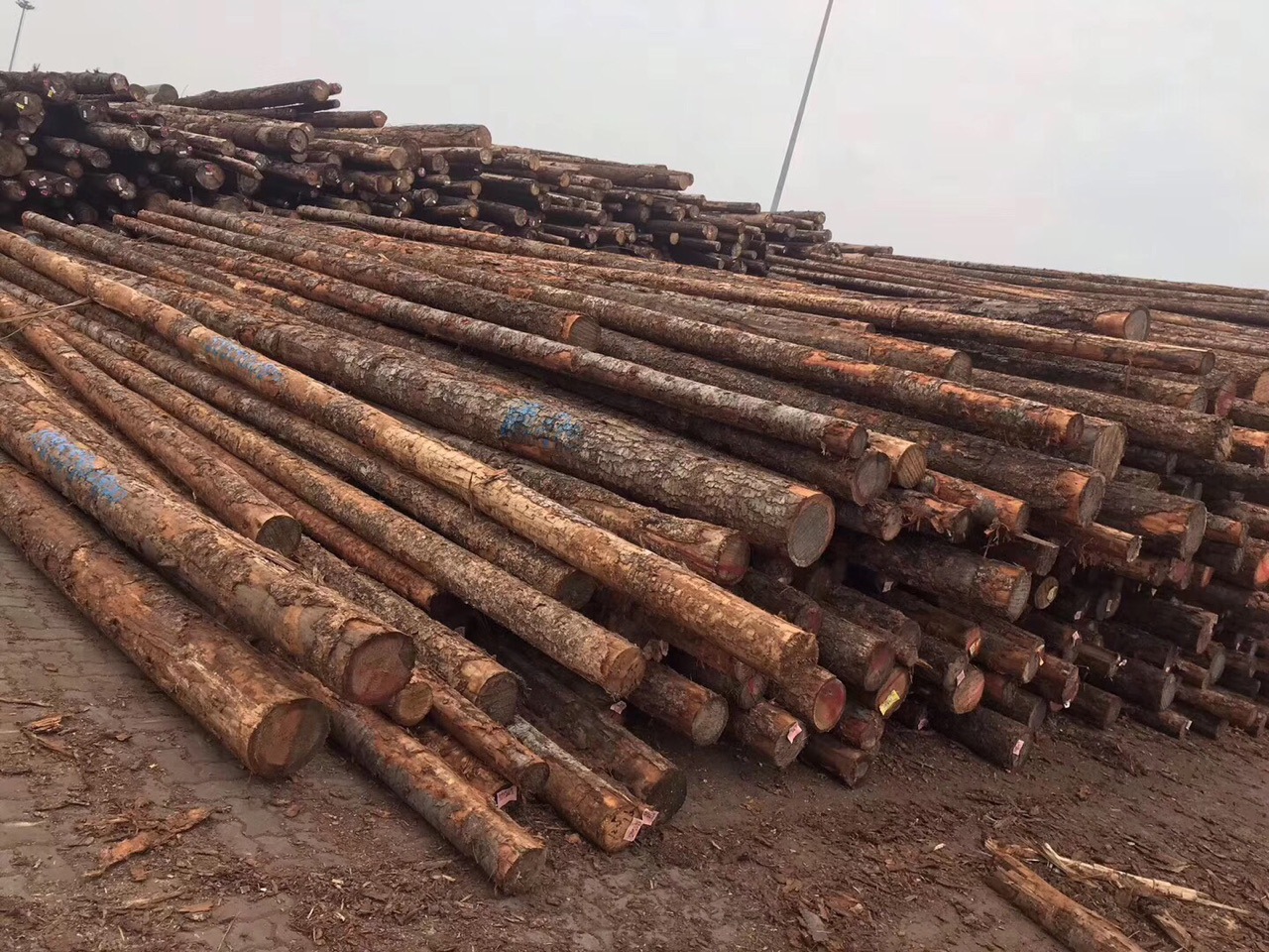 港口直售小口径花旗松原木 花旗松圆柱 古建筑材料 质优价廉