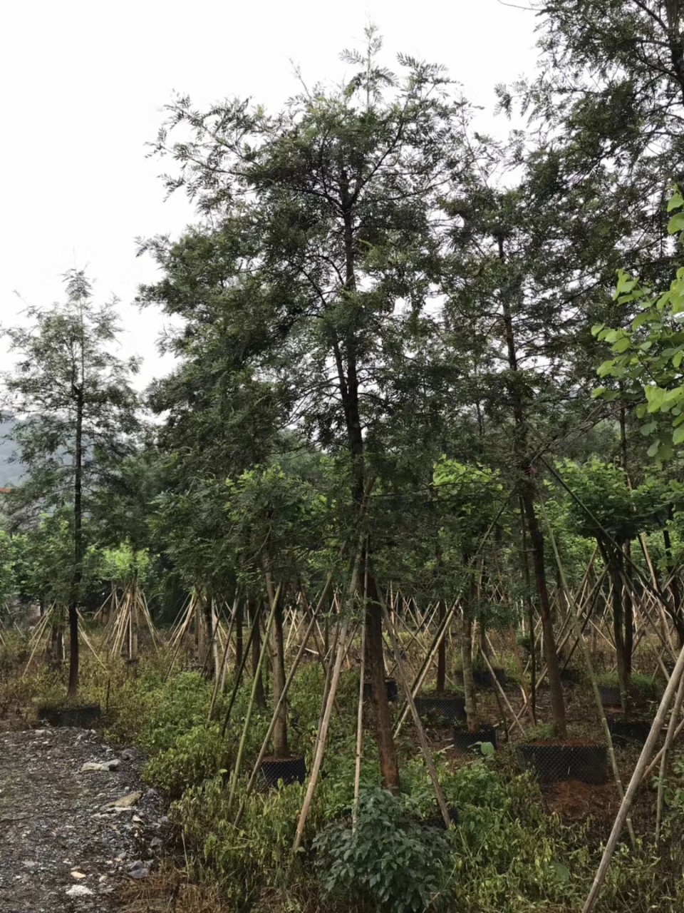 906基地供应 全冠 银桦 10-12cm 假植 黄花银桦树