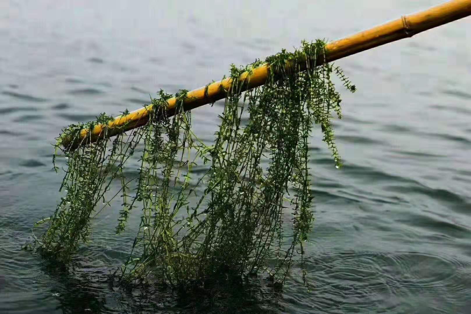 伊乐藻 狐尾藻黑藻水生植物 沉水植物